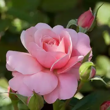 Roz - Trandafiri - Botticelli ® - 